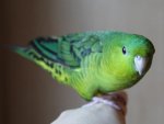 green male.jpg