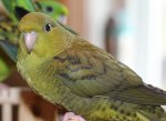 olive hen with flash.jpg