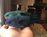 cobalt and turquoise.jpg