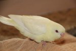 Creamino Hen Fledgling.jpg