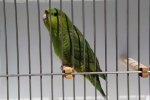 sf gw green male.jpg