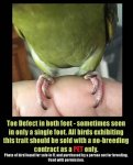 double toe defect by PB.jpg